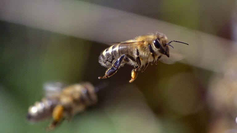 Zwei fliegende Bienen (Symbolbild): Ein Autofahrer in Ludwigsburg hat wegen einer Biene im Autoeinen schweren Unfall verursacht.