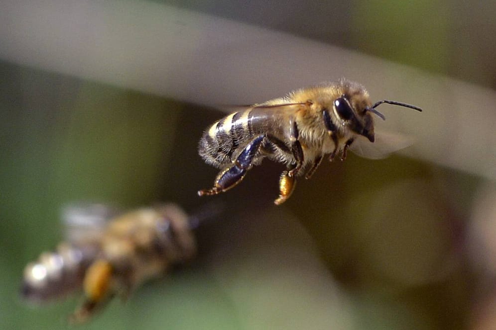 Zwei fliegende Bienen (Symbolbild): Eine Autofahrerin hat sich wegen einer Biene im Auto derart erschreckt, dass sie einen schweren Unfall verursachte.