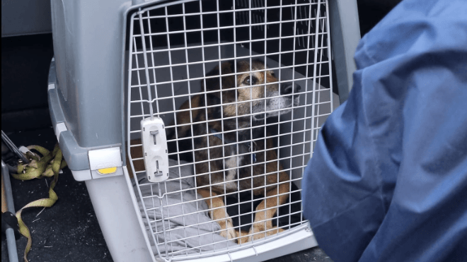 Leya auf dem Weg nachhause: Drei Monate war die Hündin unterwegs.