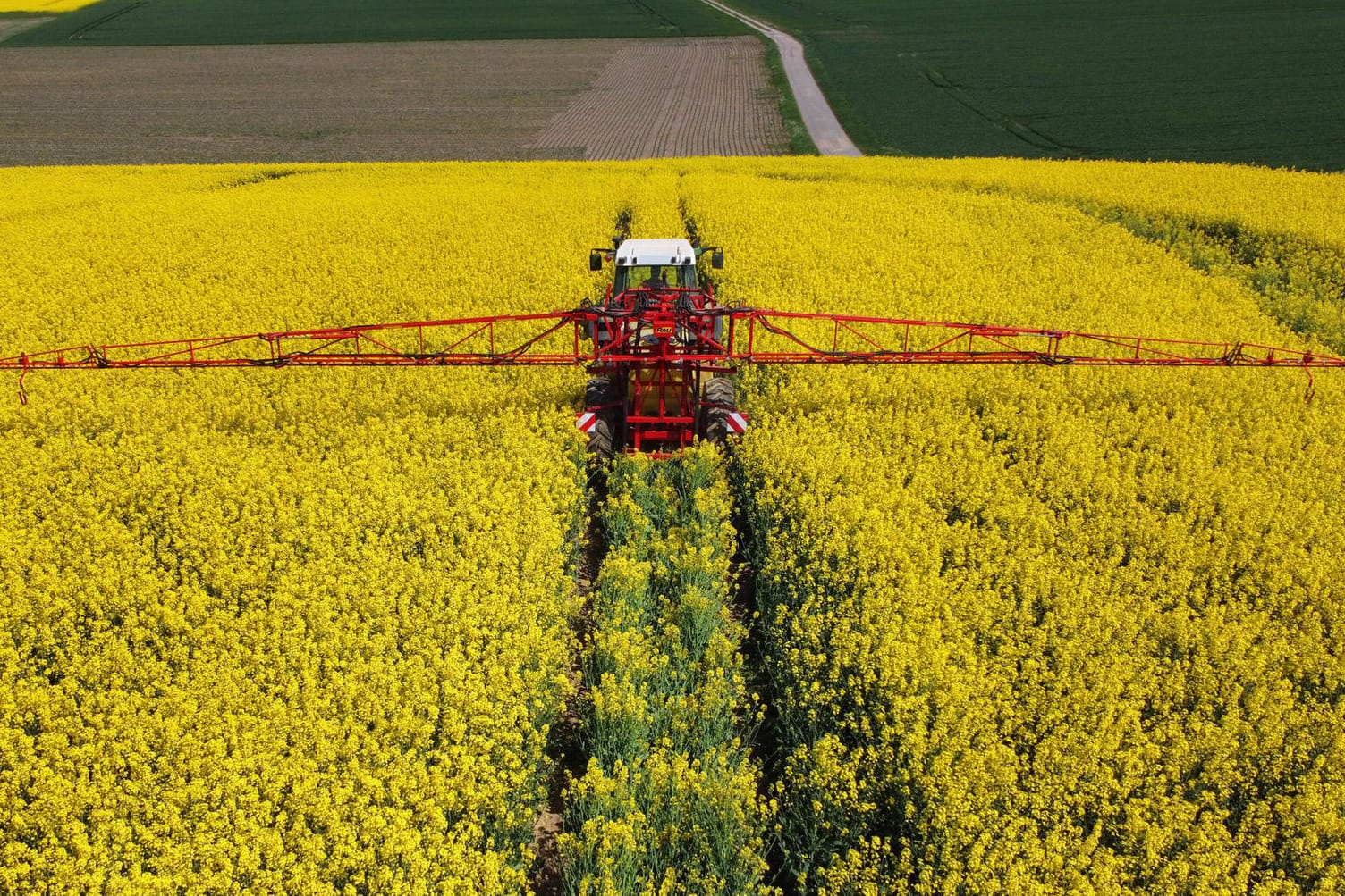 Landwirt setzt Pflanzenschutz auf blühenden Raps ein: Der Unkrautvernichter Glyphosat, der von Bayer verwendet wird, könnte krebserregend sein.