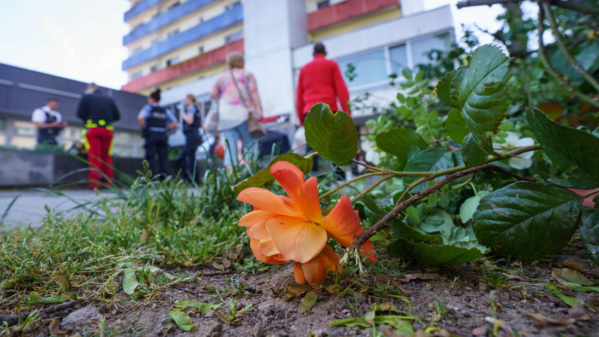 Eine Rose am Hochhaus: Die Spurensicherung hat zum Zweck der besseren Suche Blumen und Sträucher vor dem Haus abgeschnitten.