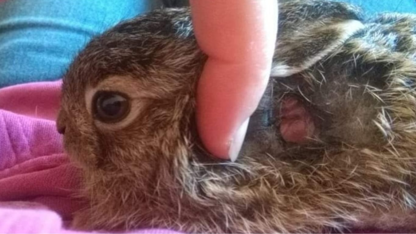 Ein verletzter Hase bei der Wildtierhilfe Mittelfranken: Im Frühling brauchen Wildtiere besonderen Schutz.