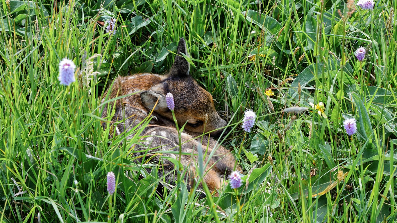 Rehkitze verstecken sich im hohen Gras, die Mutter ist meist nicht weit.