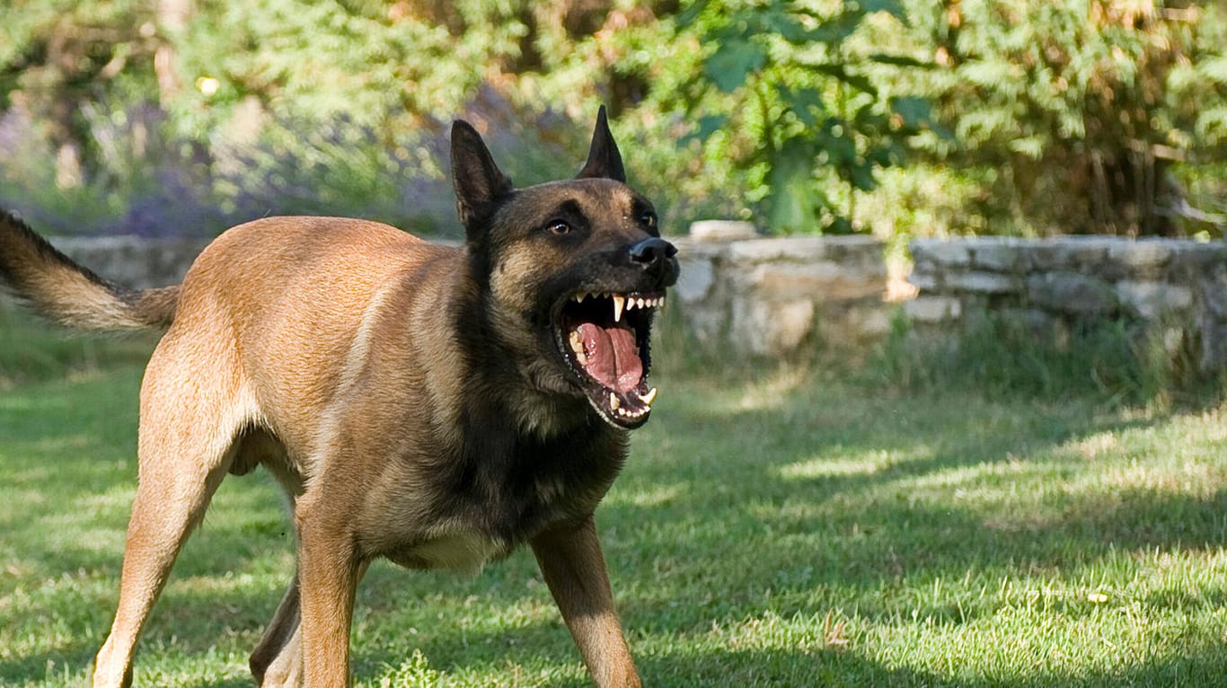Aggressiver belgischer Schäferhund (Symbolfoto): In Bayern sorgen sich Schäfer