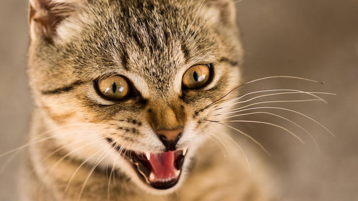 Aggressive Katze (Symbolfoto): Vor allem im Frühling sterben viele Wildtiere durch Angriffe von Haustieren.