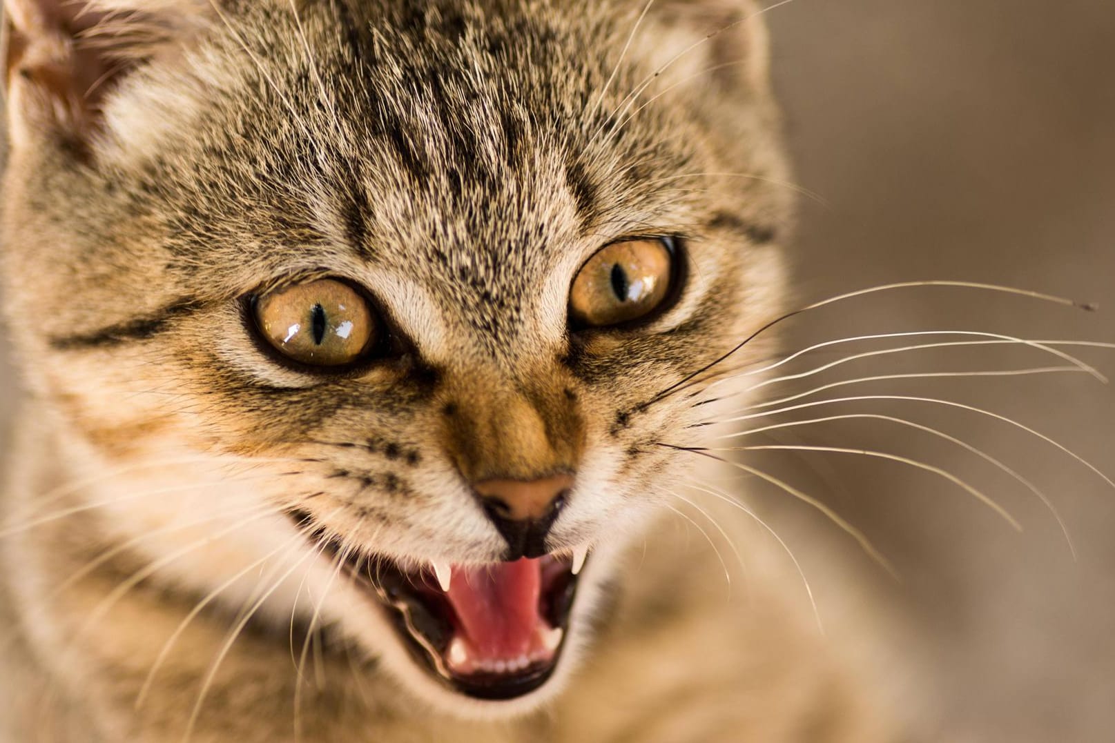 Aggressive Katze (Symbolfoto): Vor allem im Frühling sterben viele Wildtiere durch Angriffe von Haustieren.