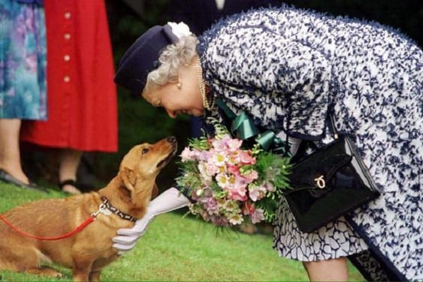 Mai 1998: Hier sieht man die Queen mit einem ihrer geliebten Hunde.
