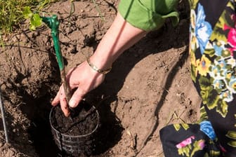 Weinberg am Stintfang wird neu bepflanzt