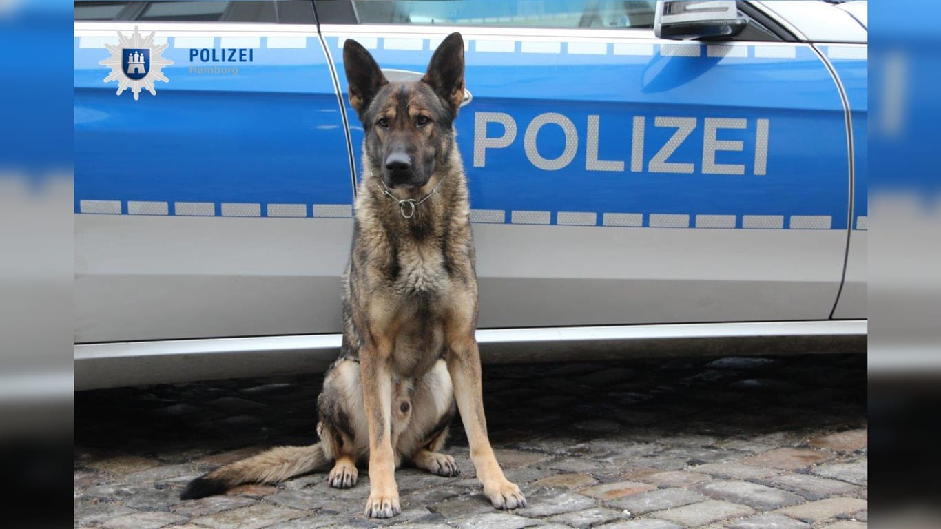 Polizeihund vor einem Streifenwagen (Symbolbild): Bei der Festnahme erhielten die Beamten vierbeinige Unterstützung.