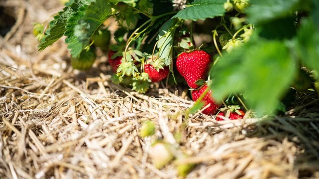 Eine Lage Stroh um die Erdbeeren hat viele Vorteile für die Pflanze.