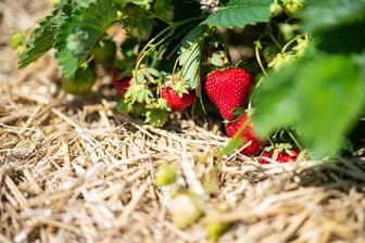 Eine Lage Stroh um die Erdbeeren hat viele Vorteile für die Pflanze.