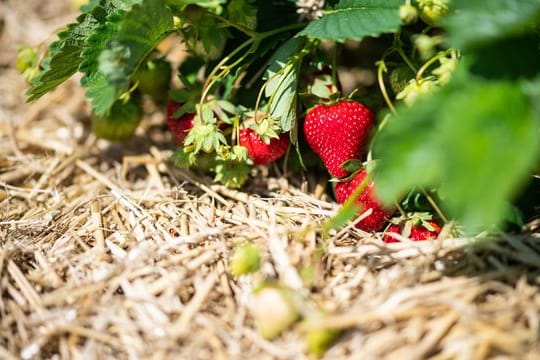 Eine Lage Stroh um die Erdbeeren hat viele Vorteile für die Pflanze.