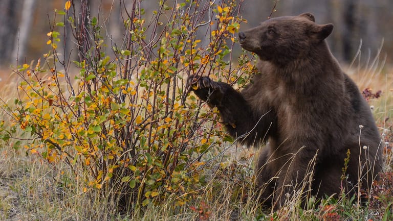 Ein Schwarzbär in einem Wald in Kanada (Archivbild): Ein Filmproduzent soll ein solches Tier in einem US-Park illegal geschossen haben.