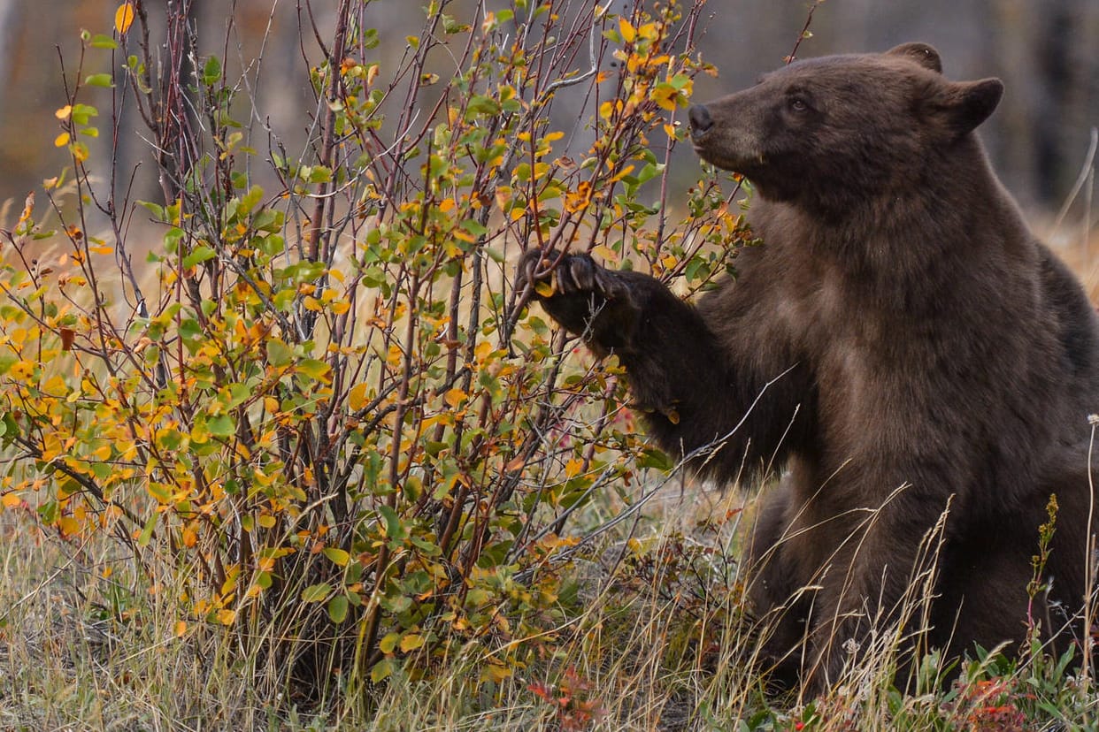 Ein Schwarzbär in einem Wald in Kanada (Archivbild): Ein Filmproduzent soll ein solches Tier in einem US-Park illegal geschossen haben.