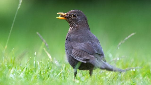 Amsel