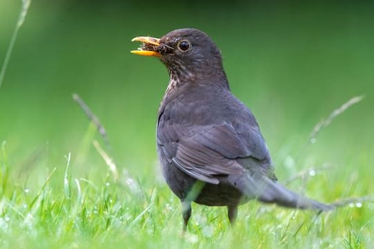 Amsel