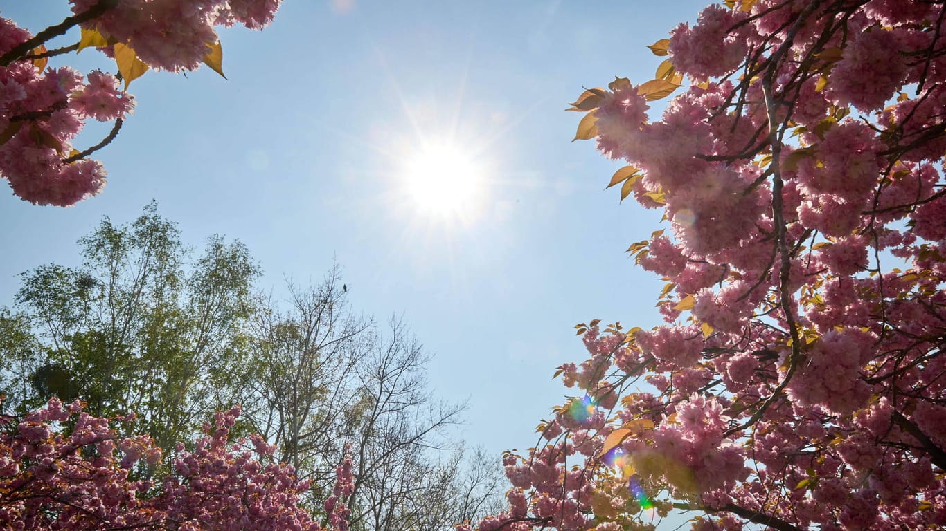 Blühende Kirschblüten und Sonnenschein (Symbolfoto): Das Wochenende verspricht in der Hauptstadtregion wieder steigende Temperaturen.
