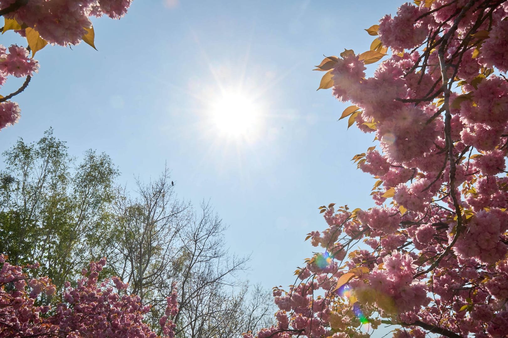 Blühende Kirschblüten und Sonnenschein (Symbolfoto): Das Wochenende verspricht in der Hauptstadtregion wieder steigende Temperaturen.