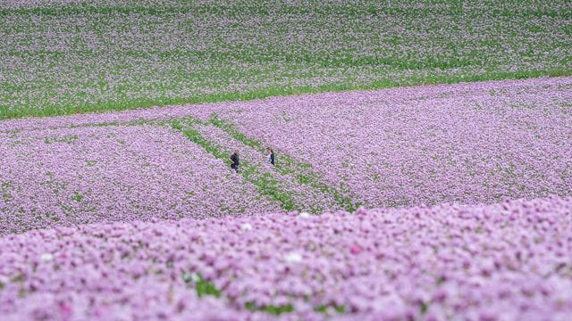 Schlafmohn