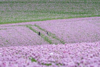 Schlafmohn