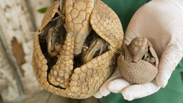 Nachwuchs bei Kugelgürteltieren im Hoyerswerdaer Zoo