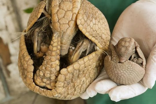 Nachwuchs bei Kugelgürteltieren im Hoyerswerdaer Zoo