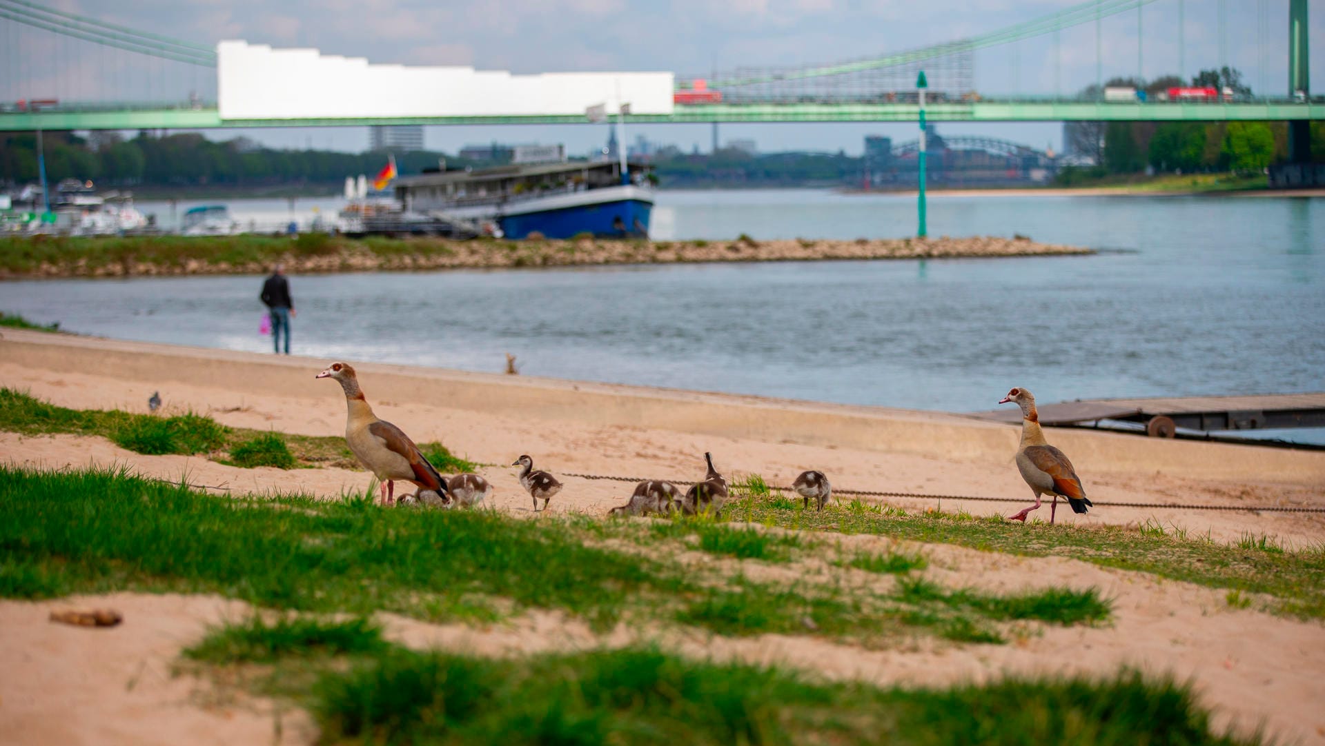 Eine Gänsefamilie spaziert die Rodenkirchener Riviera entlang: Das Veedel am Rhein ist nicht nur bei Wassersportlern sehr beliebt.