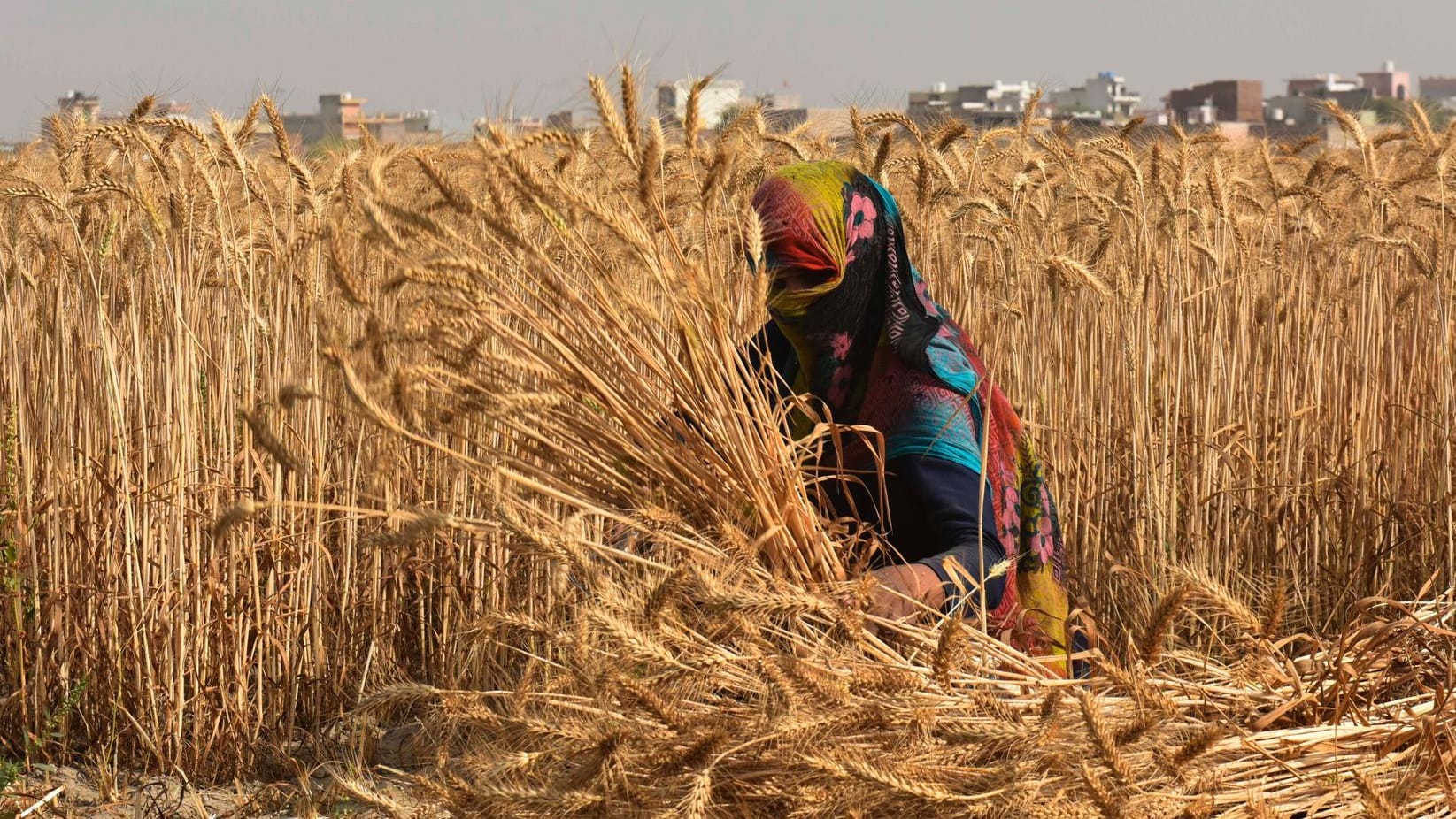 GURUGRAM, INDIA - APRIL 14: Farmers harvest wheat crop on the occasion of Baisakhi at a village on April 14, 2022 in the