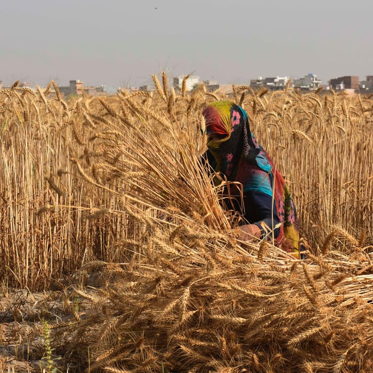 GURUGRAM, INDIA - APRIL 14: Farmers harvest wheat crop on the occasion of Baisakhi at a village on April 14, 2022 in the
