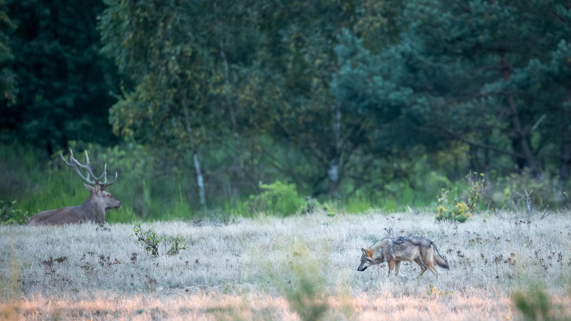 Hirsch und Wolf am Berliner Stadtrand (Archivbild): Im Herbst wurde hier ein Wolfsrudel entdeckt, die beiden abgebildeten Tiere scheinen miteinander auszukommen.