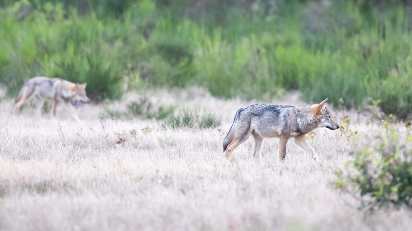 Zwei Wolfswelpen in der Döberitzer Heide (Archivfoto): Mindestens zwei Jungtiere des Rudels sollen bei Zusammenstößen mit Autos gestorben sein.