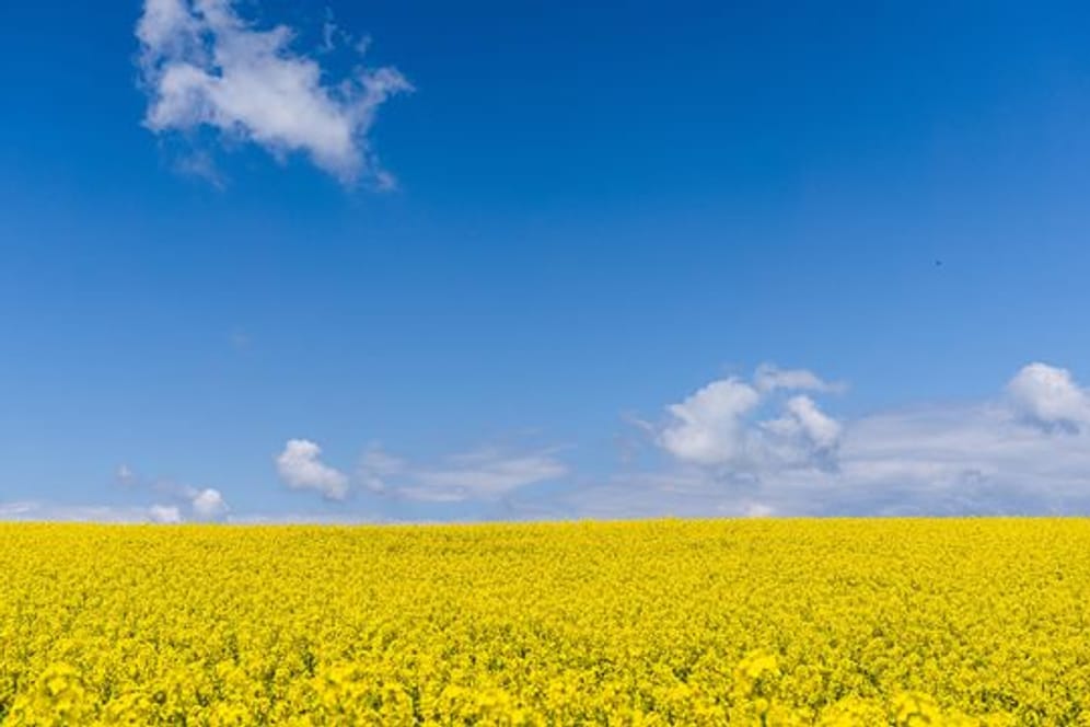 Ein leuchtend gelbes Rapsfeld unter strahlend blauem Himmel