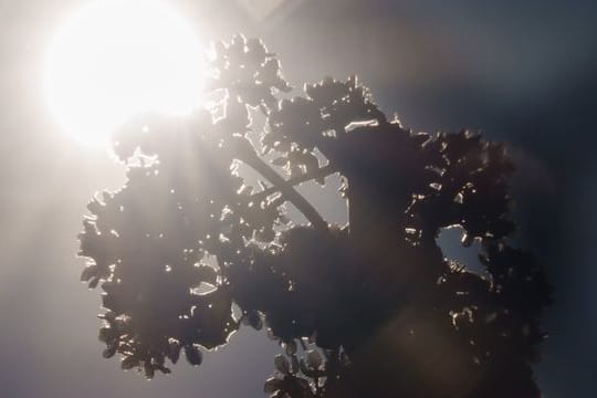 Apfelblüte in Niedersachsen