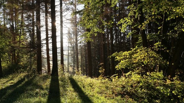 Wald Wald