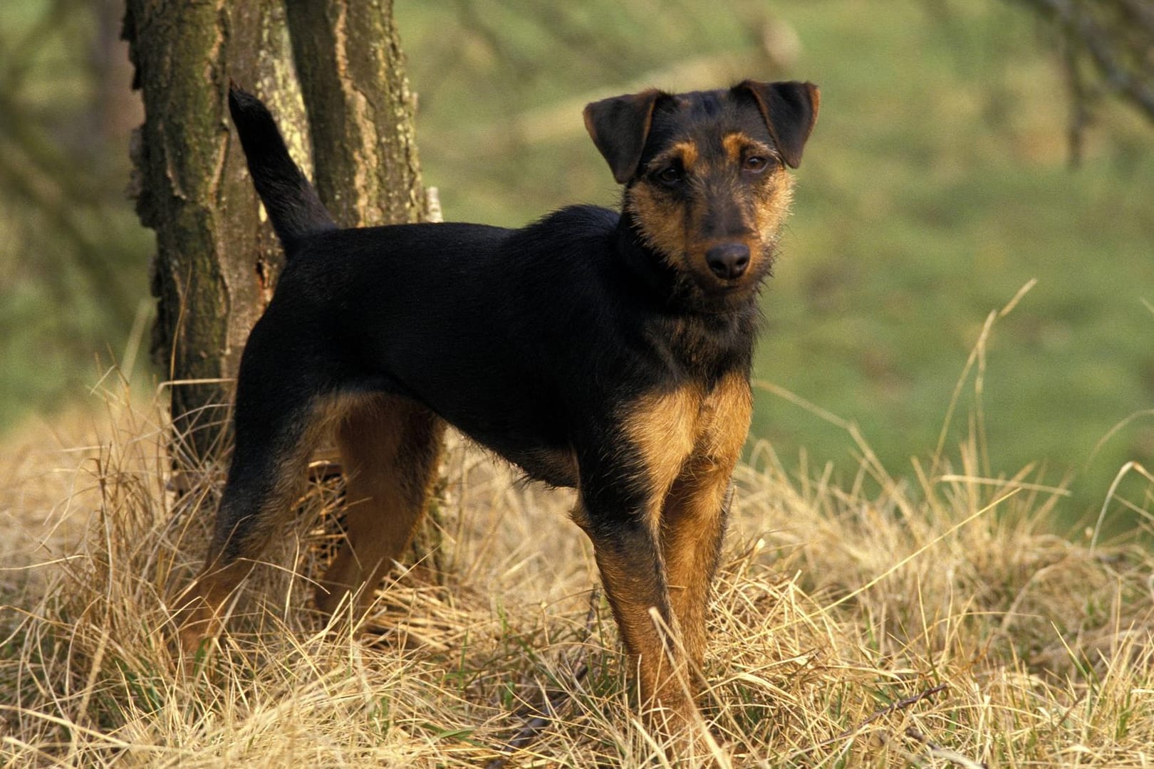 Deutscher Jagdterrier (Symbolbild): Ein Hund dieser Rasse verletzte die Frau an Händen und im Gesicht.