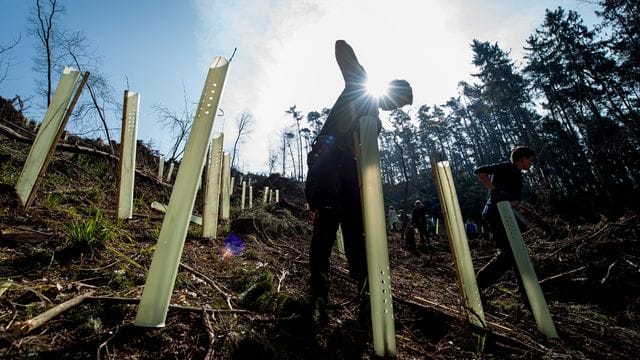 Wiederbewaldungsprojekt "Berlingerode"