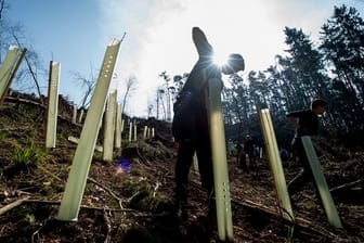 Wiederbewaldungsprojekt "Berlingerode"