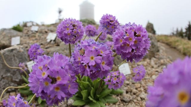 Brockengarten öffnet wieder