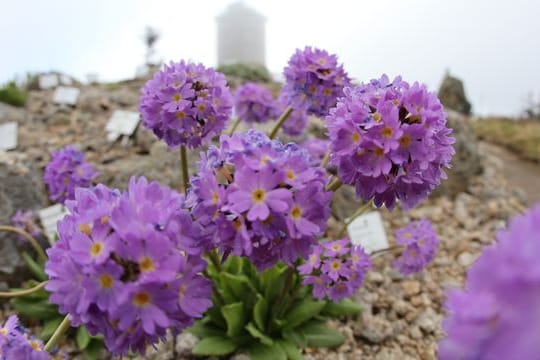 Brockengarten öffnet wieder