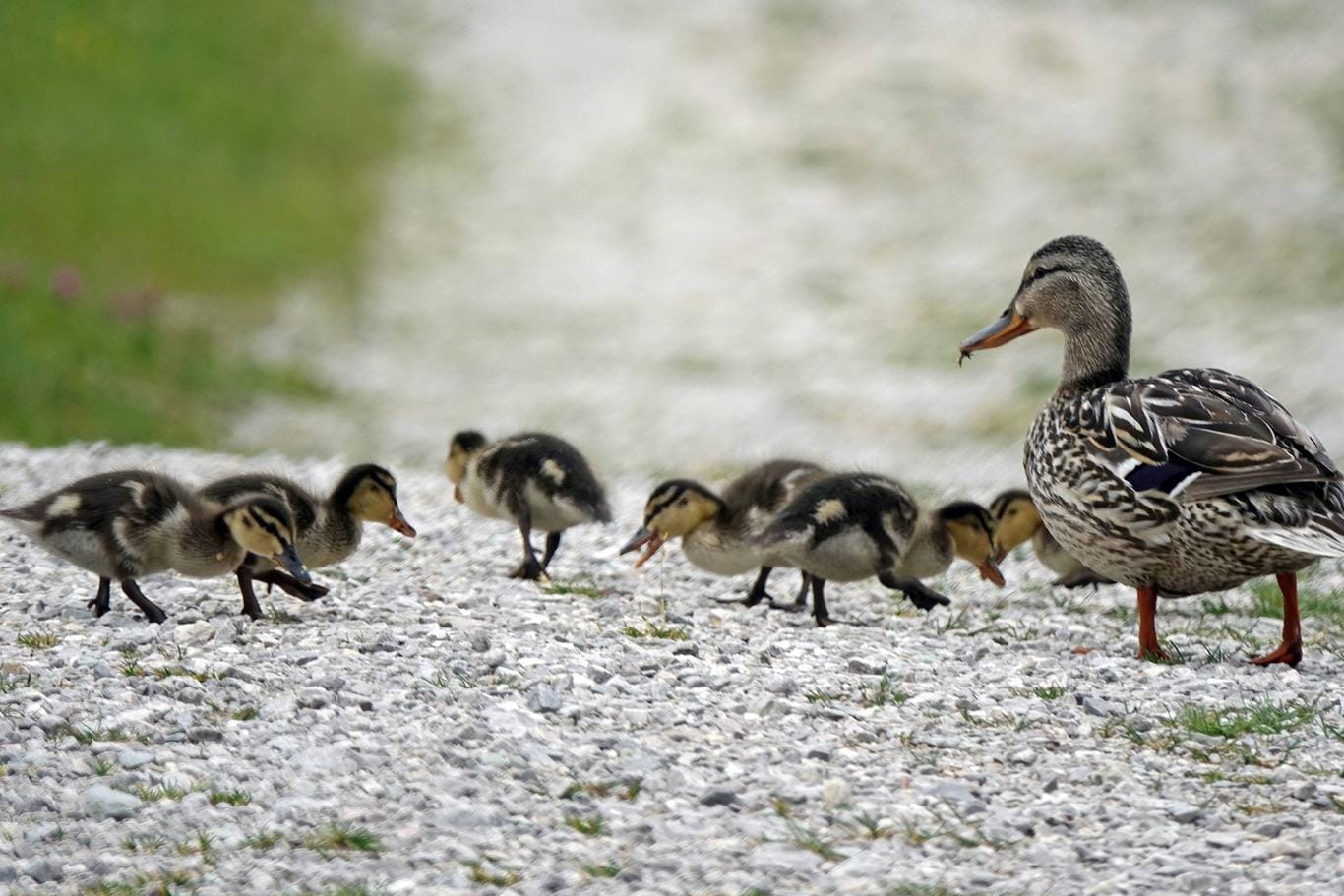 Entenmama mit ihren Küken (Symbolbild): In Baden-Württemberg sorgte eine Entenfamilie für eine Sperrung der A5.