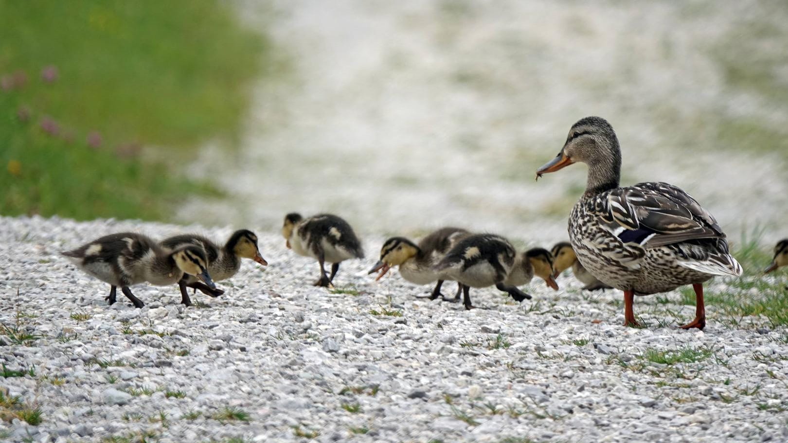 Entenmama mit ihren Küken (Symbolbild): In Baden-Württemberg sorgte eine Entenfamilie für eine Sperrung der A5.