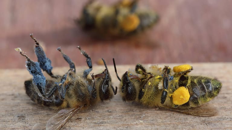 Tote Honigbienen: Der Verlust von Lebensraum, die Monokulturen in der Landwirtschaft und Pestizide machen Bienen zu schaffen.