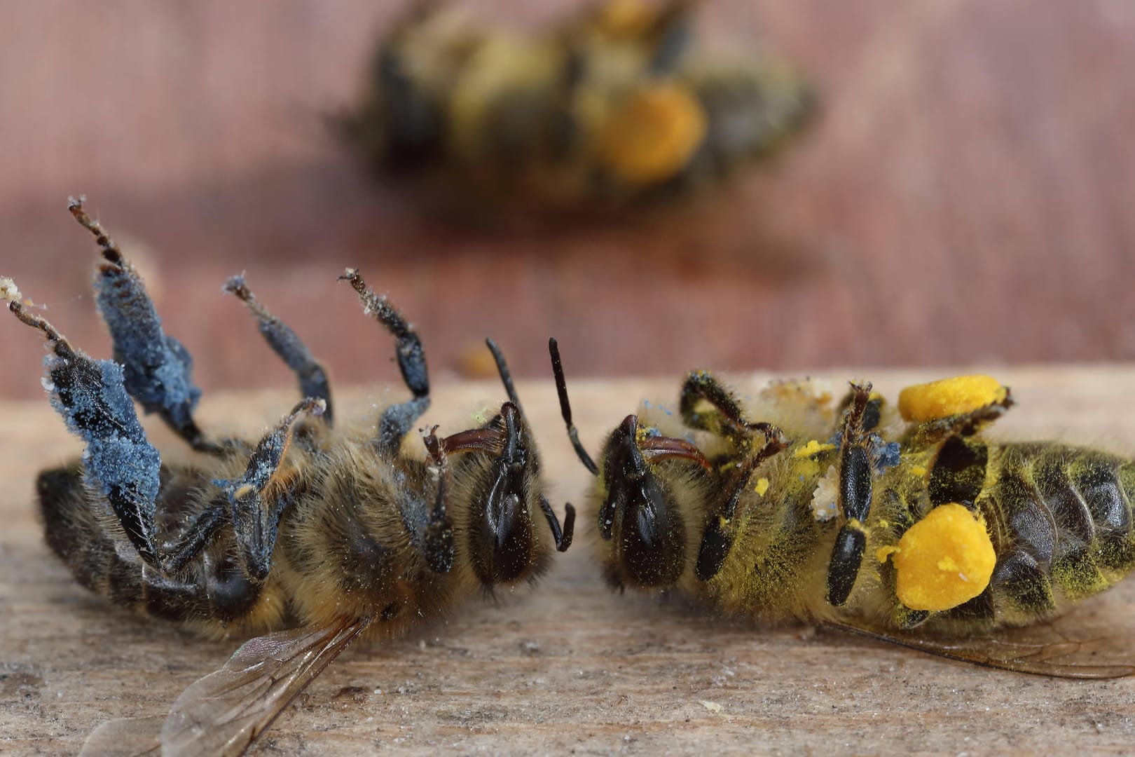 Tote Honigbienen: Der Verlust von Lebensraum, die Monokulturen in der Landwirtschaft und Pestizide machen Bienen zu schaffen.