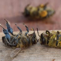 Tote Honigbienen: Der Verlust von Lebensraum, die Monokulturen in der Landwirtschaft und Pestizide machen Bienen zu schaffen.