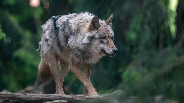 Wolf