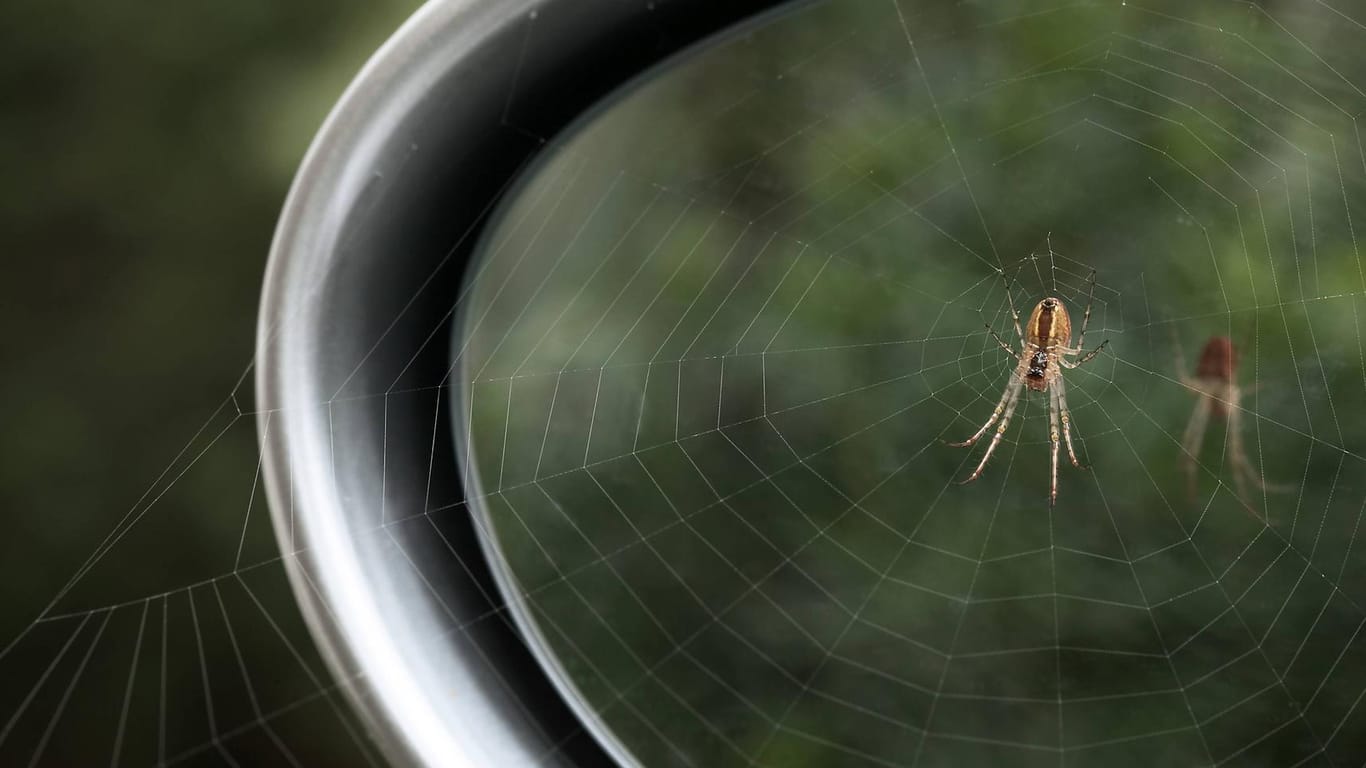 Spinne an einem Seitenspiegel (Symbolbild): Die Spinne seilte sich im Auto der Frau ab.