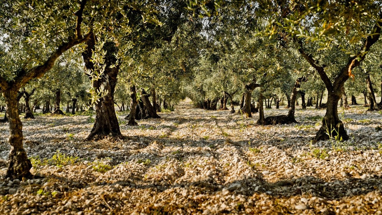 Wie ein Kenner beim Wein sollte man sich auch um Informationen rund um das Olivenöl-Produkt bemühen. Das beginnt beim Erzeuger, der Lage und der Olivensorte. Hier zu sehen ist der Olivenhain Trappeto di Caprafico in Abruzzen.