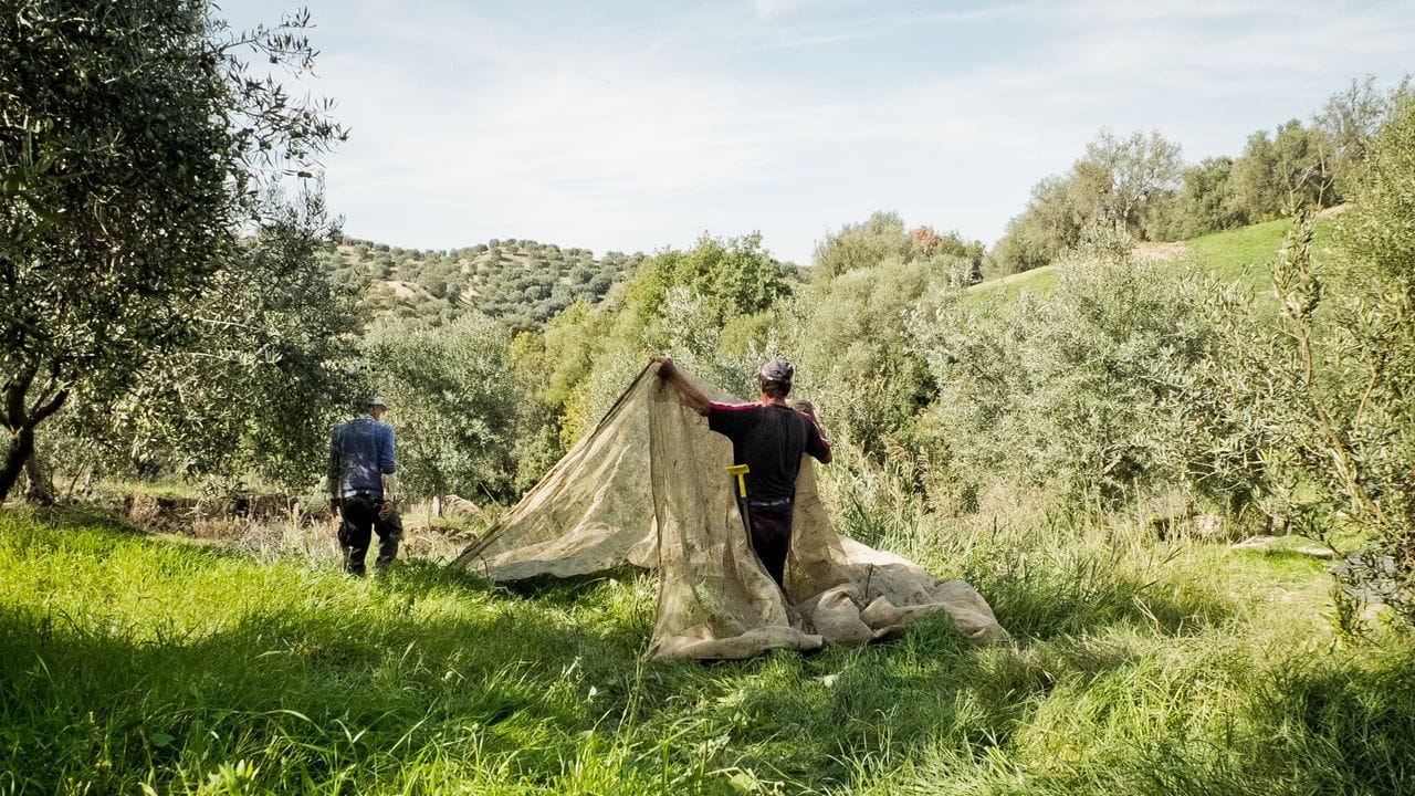 Ab Oktober beginnt die Erntezeit der Oliven auf der italienischen Farm Tenute Librandi in Kalabrien.