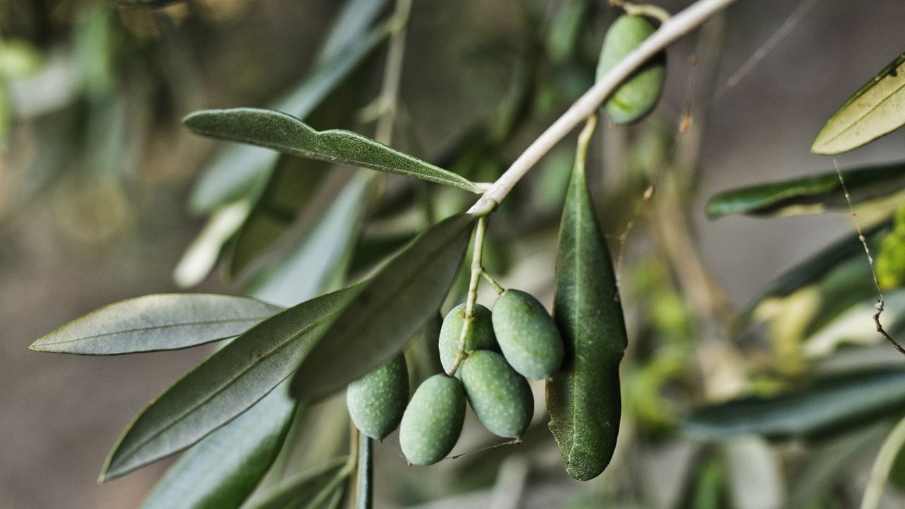 Die Olivensorte Frantoio ist weit verbreitet in der Toskana und rund um den Gardasee zu finden.