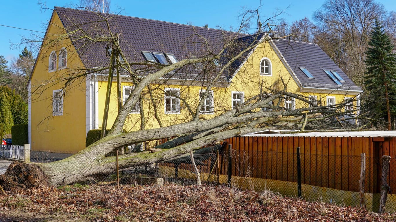 Ein entwurzelter Baum liegt auf einem Carport bei Görlitz (Archivbild): In Sachsen gab es letztes Jahr Unwetterschäden in Millionenhöhe.